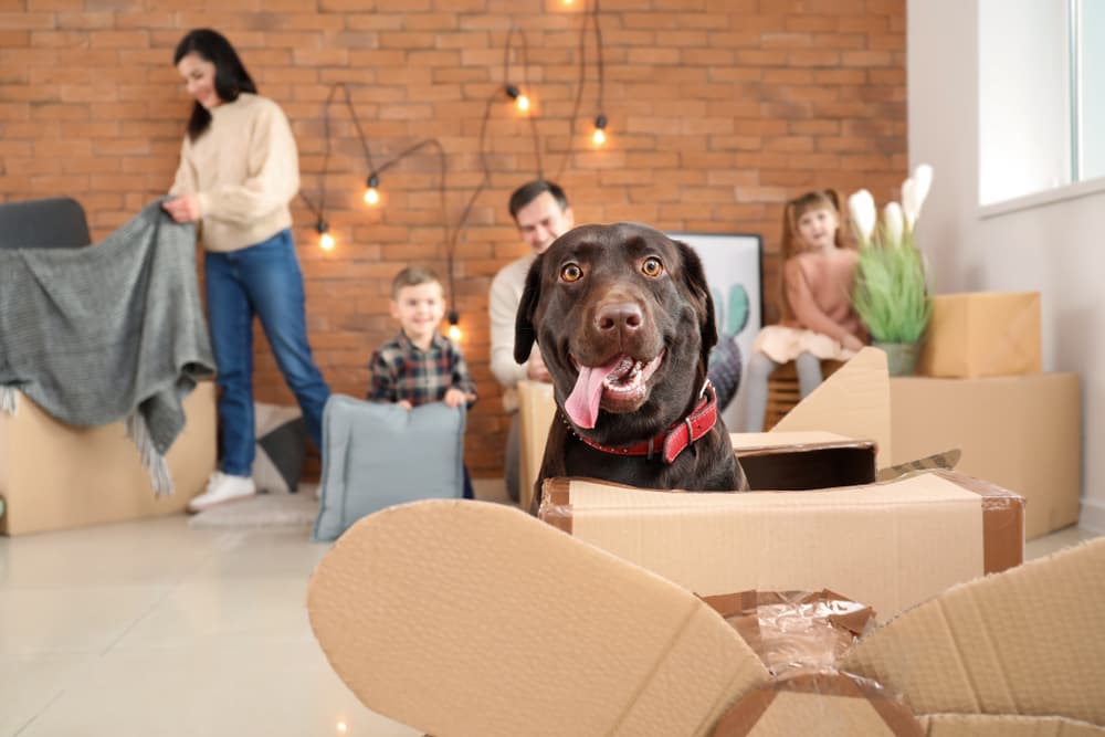 A family is moving house with their beloved pet dog in a cardboard box.
